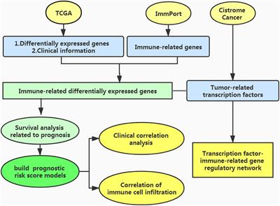Establishment of a Novel Risk Score System of Immune Genes Associated With Prognosis in <mark class="highlighted">Esophageal Carcinoma</mark>
